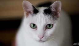 Mèo dương tính với Covid-19