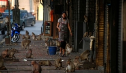 Người bị phong tỏa, động vật tràn xuống đường tung hoành