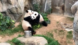 Tranh thủ phong tỏa, gấu trúc lần đầu tiên giao phối sau hơn 10 năm