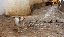 Chó hoang bị nghi là 'vật trung gian' truyền Covid-19 sang người