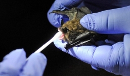 Phát hiện 6 loại virus corona mới trên dơi ở Myanmar