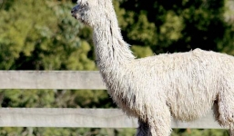 Phát hiện kháng thể chống Covid-19 trong máu lạc đà 