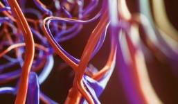 Covid-19 cực nguy hiểm khi tấn công tất cả mạch máu trong cơ thể