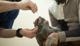 2 thú cưng đầu tiên tại Mỹ nhiễm Covid-19