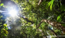 Con người sẽ còn gặp những đại dịch nếu còn tàn phá rừng