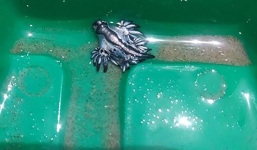 Rồng xanh hiếm hoi dạt vào bờ biển Mỹ