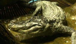 Thú cưng tin đồn của Hitler chết tại vườn thú Moscow