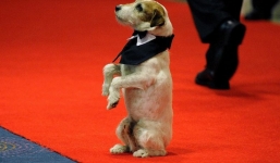 Chú chó thắng giải diễn xuất tại LHP Cannes sau 5 năm qua đời