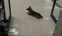 Chủ nhân chết vì Covid-19, chú chó nhỏ nằm chờ ở bệnh viện hơn 3 tháng