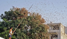 Đàn châu chấu khủng nhất 27 năm nhấn chìm một thị trấn Ấn Độ