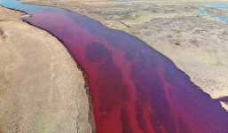 Dòng sông bị nhuộm đỏ vì thảm họa khiến Tổng thống Putin nổi giận lôi đình