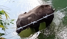 Gần 2 triệu thỉnh nguyện vụ voi mẹ mang thai bị lừa ăn dứa chứa pháo