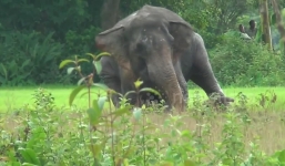 Vỡ òa trước cảnh voi mẹ bất chấp nguy hiểm giải cứu con sa cơ