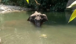 Lời khai của nghi phạm đặt bom mồi khiến voi mang thai tử vong