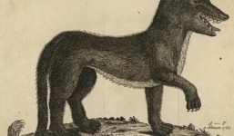 Bí ẩn về sinh vật giết hơn 100 người được mệnh danh 'quái thú Gévaudan'