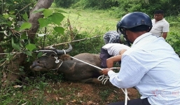 Ra vườn nhặt trứng, người phụ nữ bị trâu 300 kg húc tử vong