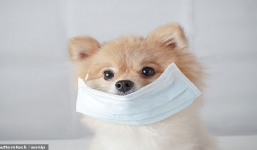 Cảnh báo: Động vật có thể là 'ổ chứa' Covid-19, kích hoạt làn sóng mới