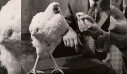 Con rể làm thịt gà đãi mẹ vợ nhưng không ngờ tạo ra điều kỳ diệu được cả thế giới chú ý