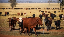 Phát thải metan cao kỷ lục, thế giới tiến tới 'ngưỡng nhiệt nguy hiểm'