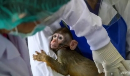 Thêm một vắc xin Covid-19 thử thành công ở khỉ, tác dụng vượt trội so với các đối thủ