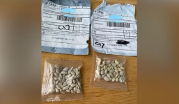 Cả 50 bang của Mỹ đồng loạt cảnh báo về gói hạt giống lạ nghi gửi từ Trung Quốc