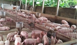 Giá lợn hơi ngày 6/8: Bắc - Nam giảm nhẹ nhàng, miền Trung đi ngang