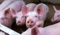 Giá lợn hơi hôm nay ngày 11/8: Tiếp tục đà giảm sâu