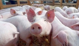 Giá lợn hơi hôm nay ngày 13/8: Đột ngột đảo chiều
