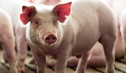 Giá lợn hơi hôm nay ngày 14/8: Dịch tả lợn châu Phi bùng trở lại, giá biến động nhẹ