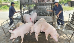 Giá lợn hơi hôm nay ngày 17/8: Có nơi giảm sâu về 80.000 đồng/kg