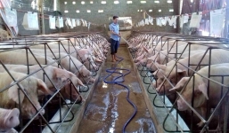 Giá lợn hơi hôm nay ngày 18/8: Giảm nhẹ trên toàn quốc