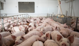 Giá lợn hơi hôm nay ngày 19/8: Điều chỉnh trái chiều trên cả nước