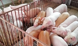 Giá lợn hơi ngày 24/8: Miền Trung đi ngang, Nam - Bắc điều chỉnh trái chiều