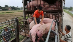 Giá lợn hơi hôm nay ngày 25/8: Có nơi giảm 3.000 đồng/kg