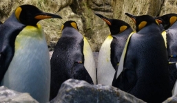 Chim cánh cụt đang khiến môi trường choáng váng vì 'khí cười'