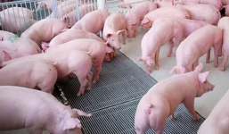 Giá lợn hơi ngày 28/8: Tiếp tục lao dốc ở cả 3 miền