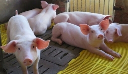 Giá lợn hơi ngày 1/9: Tiếp tục lao dốc, có nơi xuống 5.000 đồng/kg