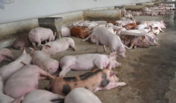 Giá lợn hơi ngày 3/9: Hạ nhiệt nhẹ nhàng sau rằm tháng 7