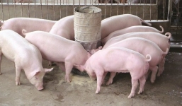 Giá lợn hơi ngày 11/9: Tiếp tục đà tăng, có nơi đã cán mốc 81.000 đồng/kg