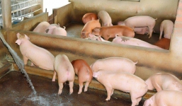 Giá lợn hơi ngày 16/9: Tiếp tục đà tăng ở cả 3 miền