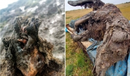 Phát hiện gấu hang Kỷ Băng hà nguyên vẹn sau gần 40.000 năm