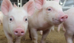 Giá lợn hơi ngày 18/9: Miền Nam quay đầu tăng
