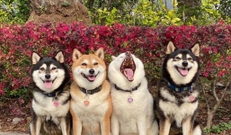 'Thanh niên' Shiba Inu nổi khắp mạng xã hội vì chuyên 'phá game' khi chụp ảnh