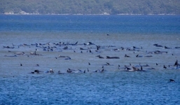 Hàng trăm con cá voi hoa tiêu đang bị mắc cạn một cách bí ẩn bên bờ biển Úc