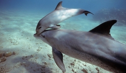 Bí thuật giúp cá voi và cá heo không bao giờ đuối nước khi ngủ