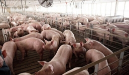 Giá lợn hơi ngày 24/9: Tiếp tục lao dốc, giảm sâu, có nơi xuống 74.000 đồng/kg