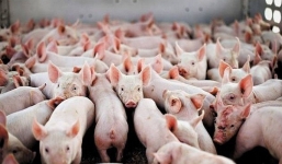 Giá lợn hơi ngày 25/9: Miền Bắc lao dốc giảm sâu