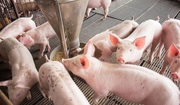 Giá lợn hơi ngày 28/9: Nhiều địa phương đảo chiều, miền Nam đi ngang