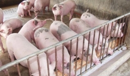 Giá lợn hơi ngày 30/9: Miền Bắc đột ngột đảo chiều