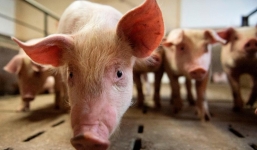 Giá lợn hơi ngày 6/10: Lao dốc xuống còn 70.000 đồng/kg